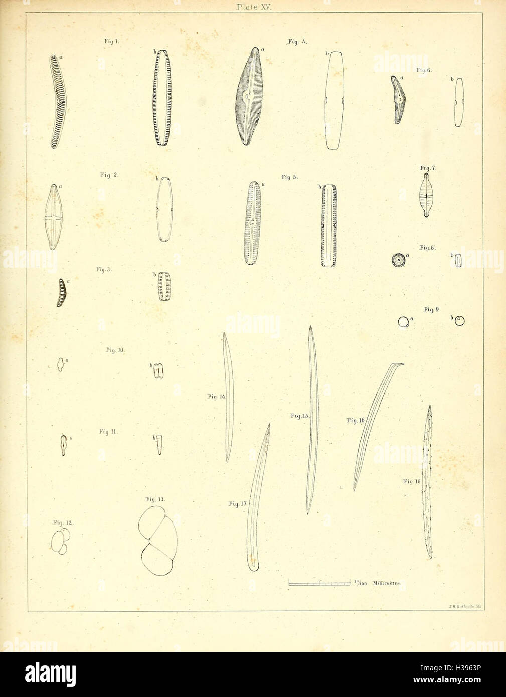 Diese Platte zeigt den ausgestorbenen Mastodon giganteus, ein prähistorisches elefantenähnliches Säugetier, das einst während des Pleistozäns Nordamerika durchstreifte. Stockfoto