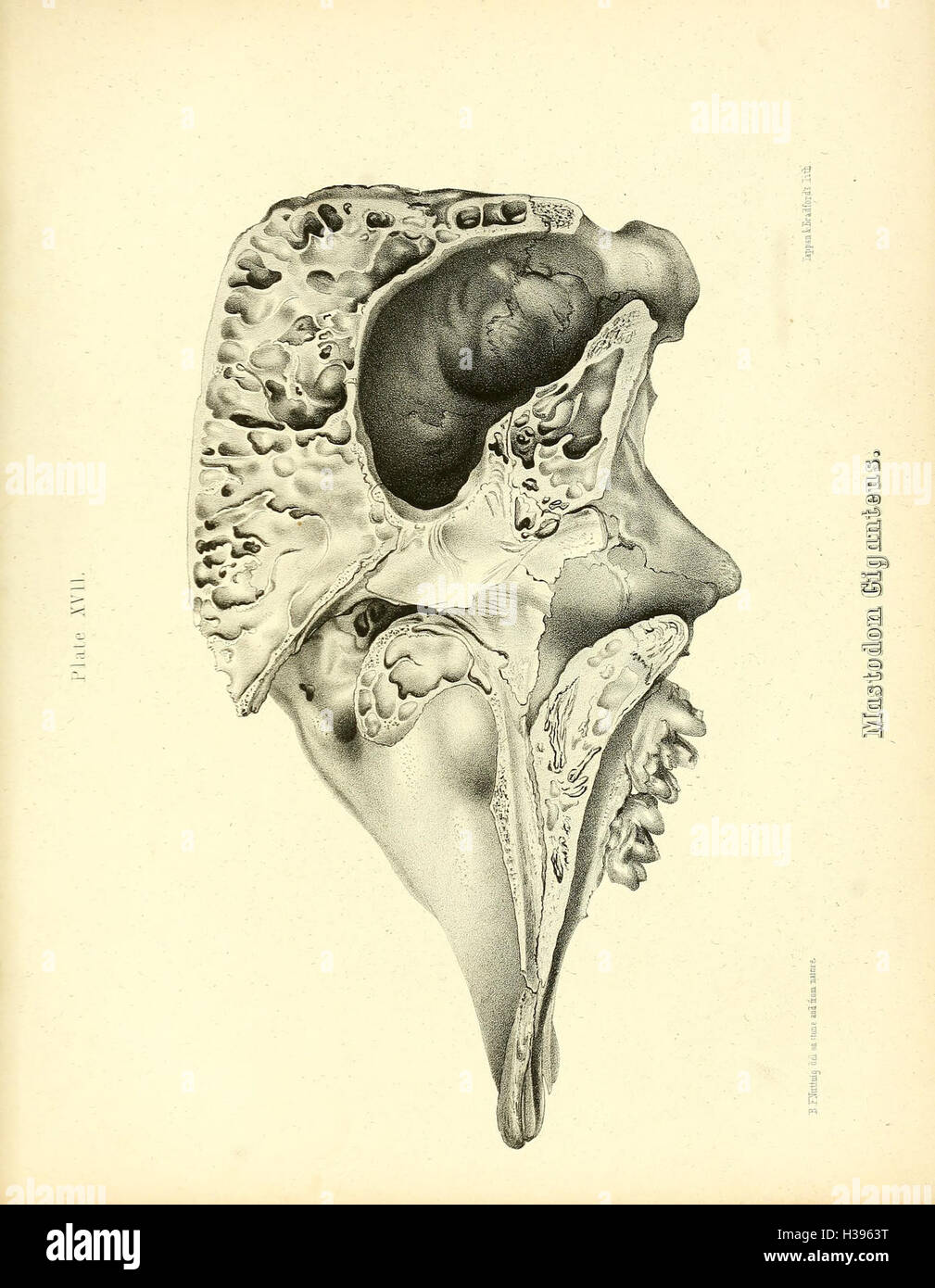 Eine Darstellung des Mastodon giganteus, einer ausgestorbenen prähistorischen Spezies von Mammut-ähnlichen Kreaturen, die in Nordamerika während der Eiszeit gefunden wurden. Stockfoto