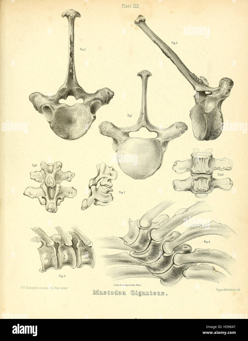 Eine Studie über den Mastodon giganteus, eine ausgestorbene Spezies aus Nordamerika, mit Schwerpunkt auf seinen Fossilienbeständen und seiner prähistorischen Existenz. Stockfoto