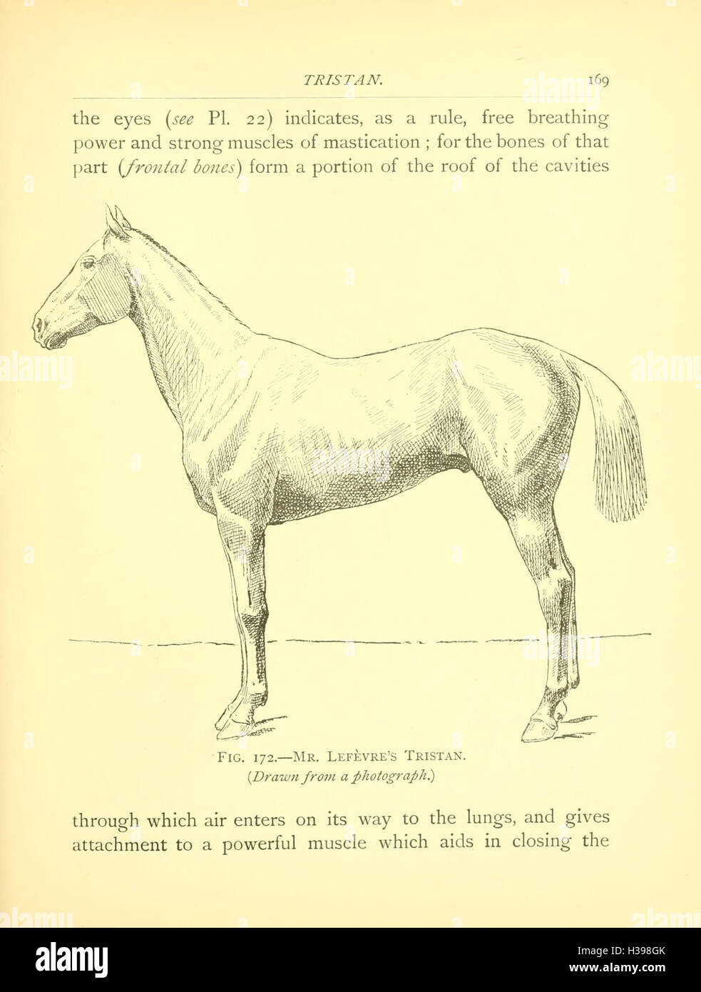 Auf dieser Seite werden die wichtigsten anatomischen Merkmale des Pferdes erläutert, wobei der Schwerpunkt auf seinen Exformationspunkten und deren Beziehung zu seiner Funktion und Leistung bei verschiedenen Aktivitäten liegt. Stockfoto