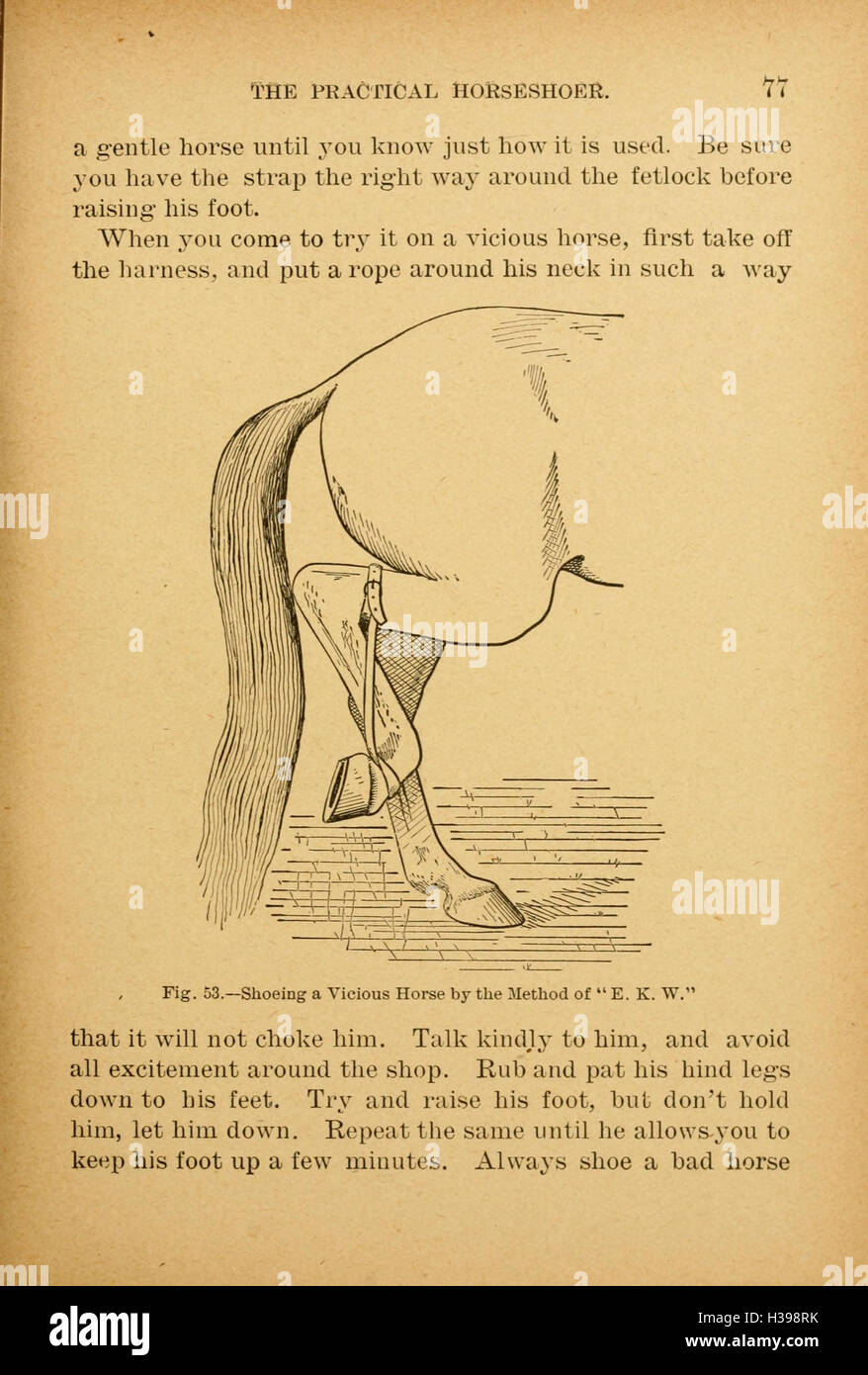 Dieser Leitfaden enthält detaillierte Anweisungen für Hufeisen-Anwendungen, Hufpflege und Erhaltung der Gesundheit der Pferdefüße für optimale Leistung und Komfort. Stockfoto Dieser Leitfaden enthält detaillierte Anweisungen für Hufeisen-Anwendungen, Hufpflege und Erhaltung der Gesundheit der Pferdefüße für optimale Leistung und Komfort. Stockfoto