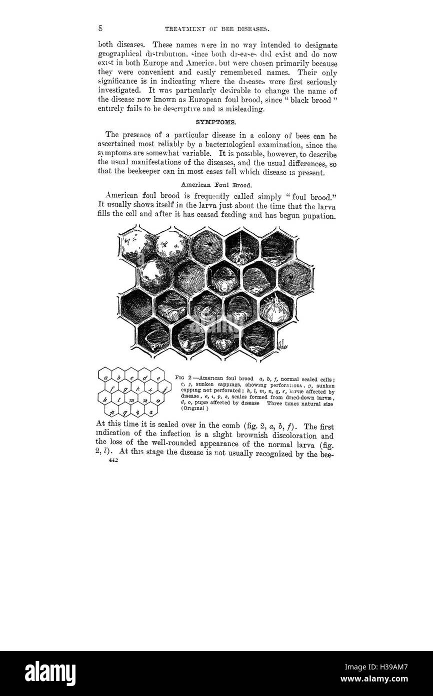 Dieser Leitfaden beschreibt die Prävention, Diagnose und Behandlung verschiedener Krankheiten, die Bienenpopulationen betreffen, und betont die Bedeutung der Bienengesundheit in der Landwirtschaft und Ökologie. Stockfoto