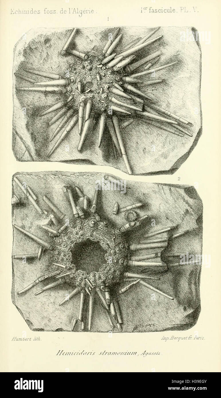 Diese Arbeit konzentriert sich auf fossile Echinoide aus Algerien und bietet detaillierte Abbildungen und Beschreibungen fossiler Exemplare. Sie bietet Einblicke in die prähistorische Meereslebewesen der Region. Stockfoto