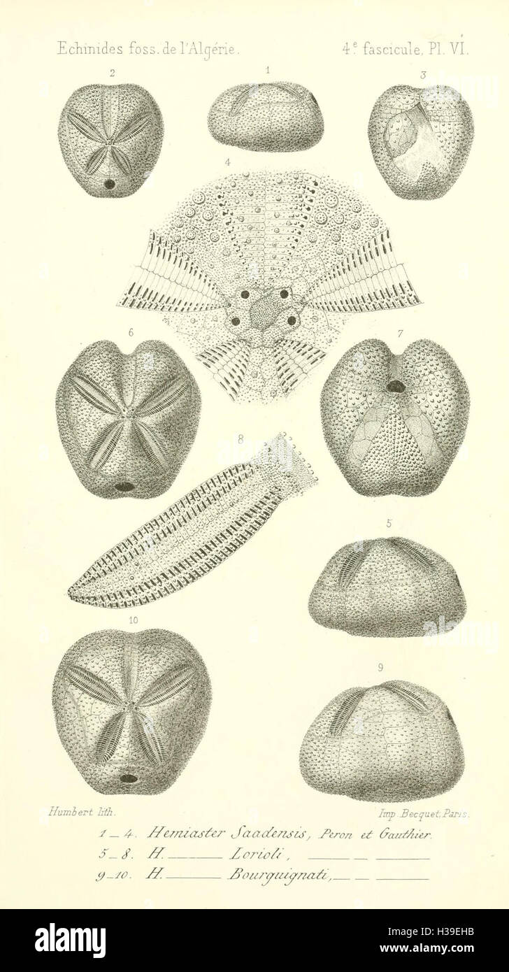 Auf dieser Platte sind fossile Echiniden (Seeigel) aus Algerien zu sehen, die Exemplare aus alten Meeresumwelten zeigen und zu unserem Verständnis der prähistorischen Meereslebewesen beitragen. Stockfoto