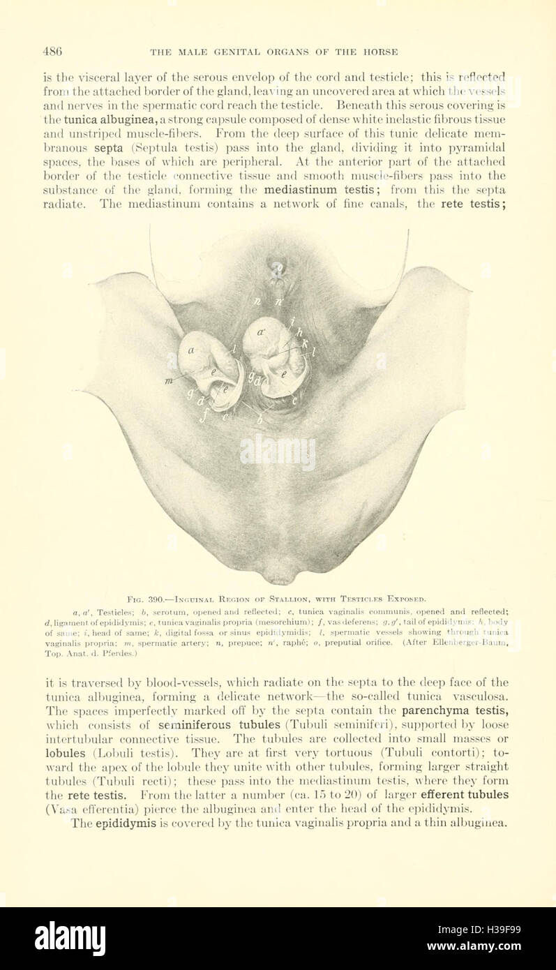 Ein Lehrbuch der Veterinär-Anatomie (Seite 486) BHL185 Stockfoto
