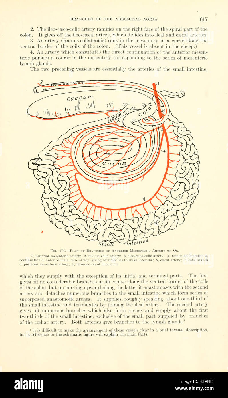 Ein umfassendes Lehrbuch zur Anatomie von Tieren aus tierärztlicher Sicht. Die Arbeit erforscht Struktur, Funktion und Gesundheit verschiedener Tierarten und liefert detaillierte anatomische Diagramme und medizinische Erkenntnisse. Stockfoto