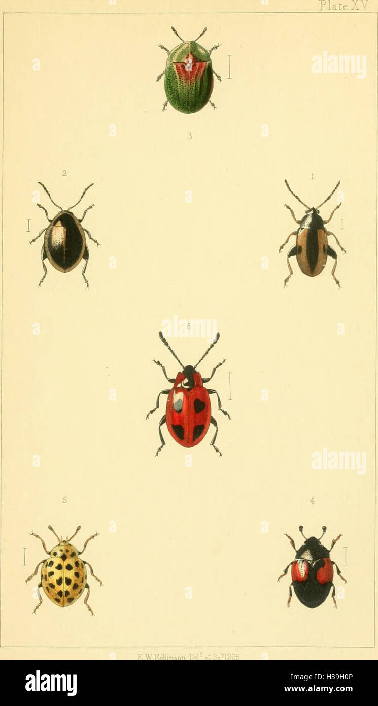 Ein einführender Leitfaden für britische Käfer, der sich auf die Identifizierung, Klassifizierung und Ökologie einheimischer Coleoptera-Arten in Großbritannien konzentriert. Stockfoto