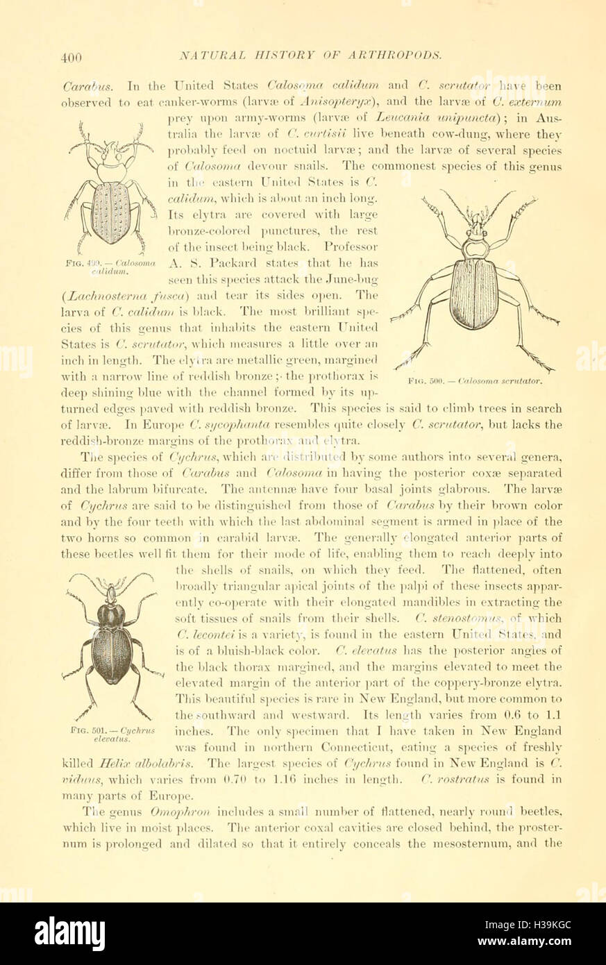 Coleoptera (Seite 400) BHL101 Stockfoto