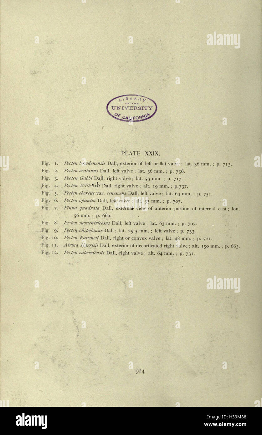 Diese Arbeit trägt zum Verständnis der tertiären Fauna Floridas bei und bietet Einblicke in die antiken Arten, die die Region während dieser geologischen Periode bewohnten. Stockfoto