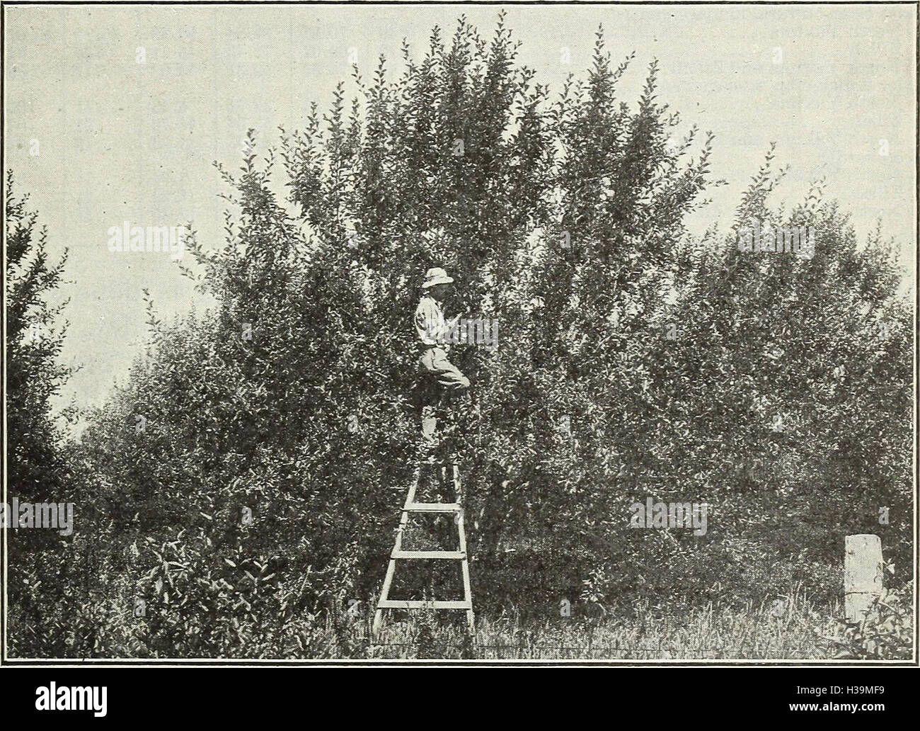 Kosten für die Herstellung der Äpfel in Yakima Valley, Washington - eine detaillierte Studie über die aktuellen Kostenfaktoren beteiligt bei der Aufrechterhaltung der Obstgärten und der Umgang mit der Gerte auf 120 Vertreter Lager (1457751 Stockfoto