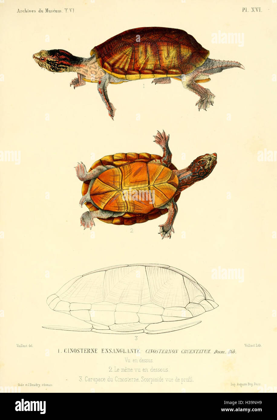Beschreibung des Reptilien Nouveaux Ou Imparfaitement Connus De La Collection du durchqueren d ' histoire Naturelle et Remarques Sur la Klassifizierung et Les Caractères des Reptilien (Platte XVI) BHL40 Stockfoto