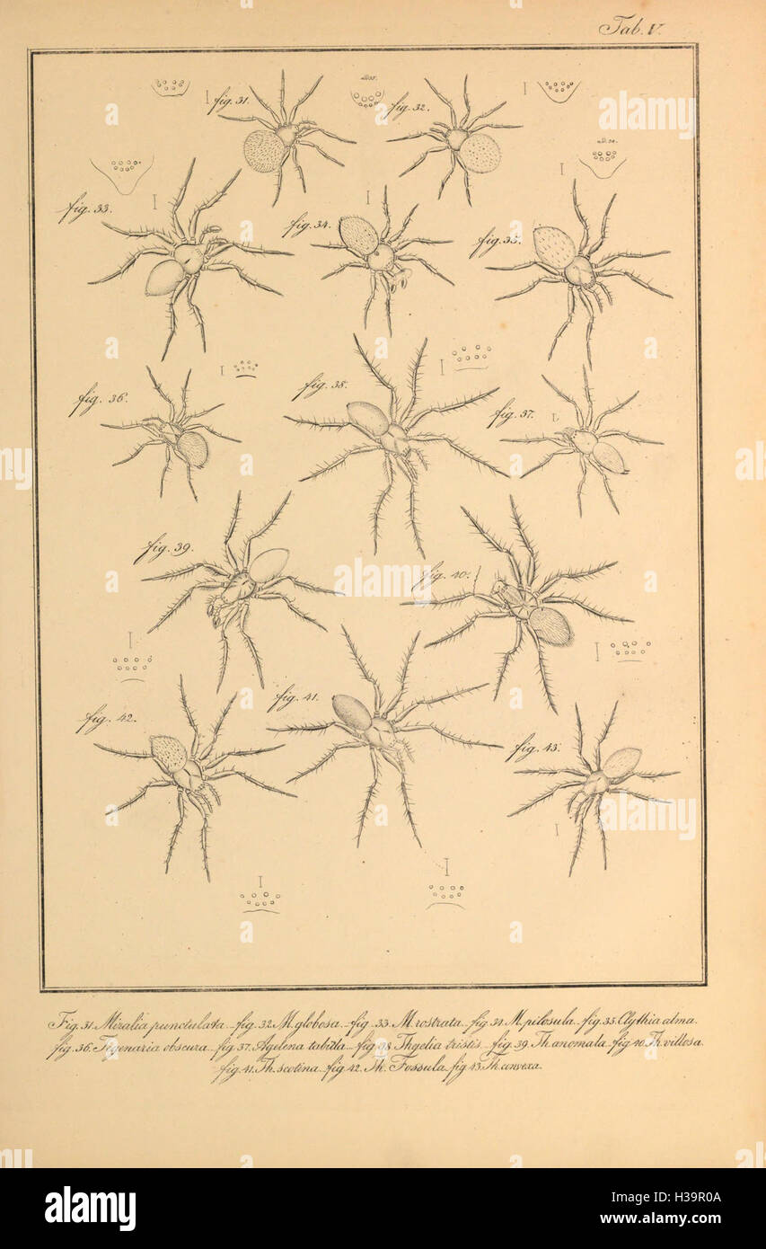 In dieser Arbeit werden die in Bernstein erhaltenen organischen Überreste diskutiert, wobei die verschiedenen alten Arten, die darin eingeschlossen sind, und ihre wissenschaftliche Bedeutung hervorgehoben werden. Stockfoto