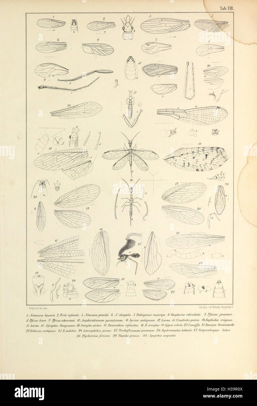 Auf dieser Seite werden die in Bernstein erhaltenen organischen Überreste vorgestellt, die die prähistorischen Lebensformen zeigen, die im Harz eingeschlossen wurden, einschließlich Insekten, Pflanzen und anderen Organismen aus alten Ökosystemen. Stockfoto