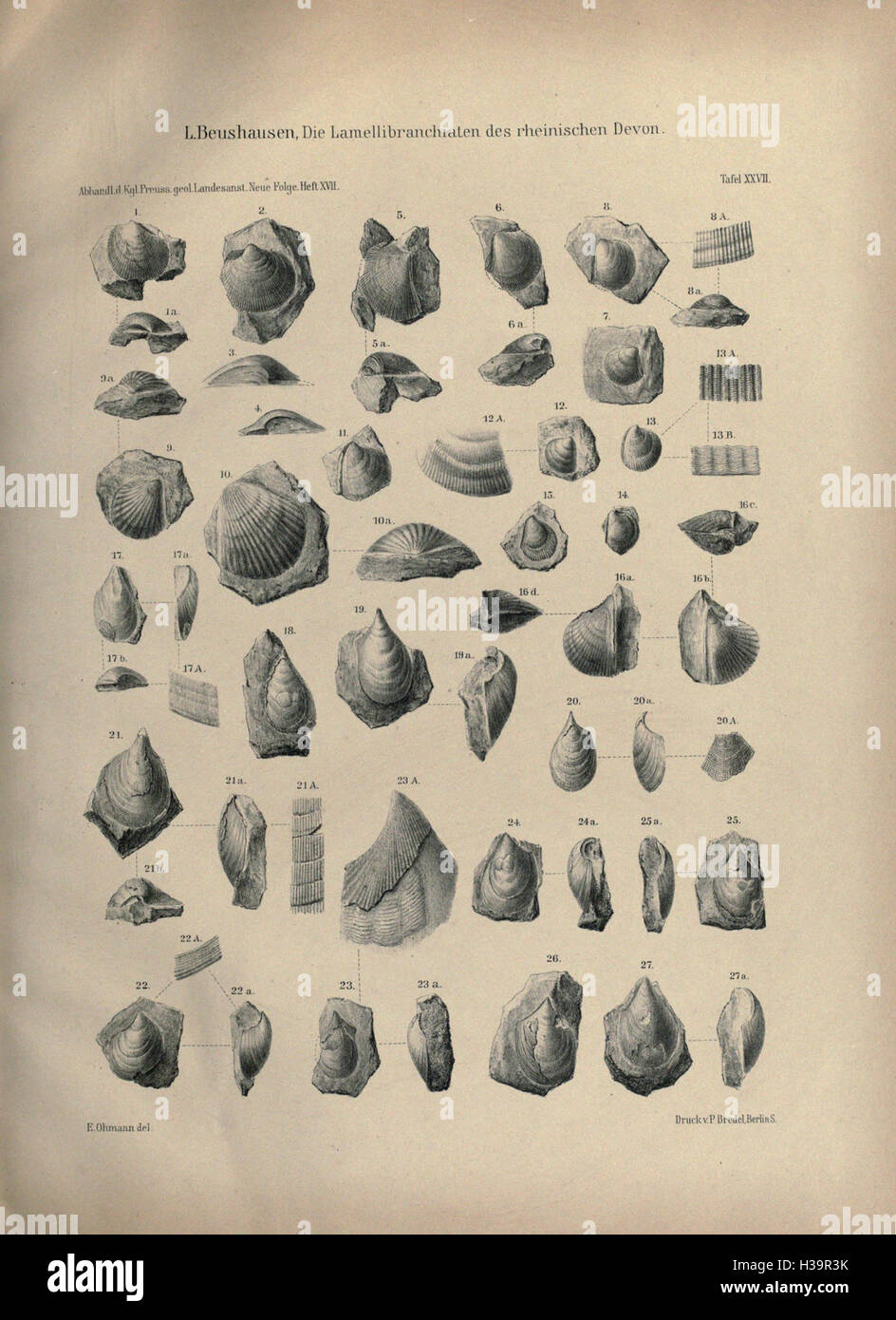 Die vorliegende Arbeit beschäftigt sich mit den Lamellibranchiatarten aus der Devon-Zeit im Rhein, ausgenommen Aviculidae, mit ausführlichen Beschreibungen und Abbildungen. Stockfoto