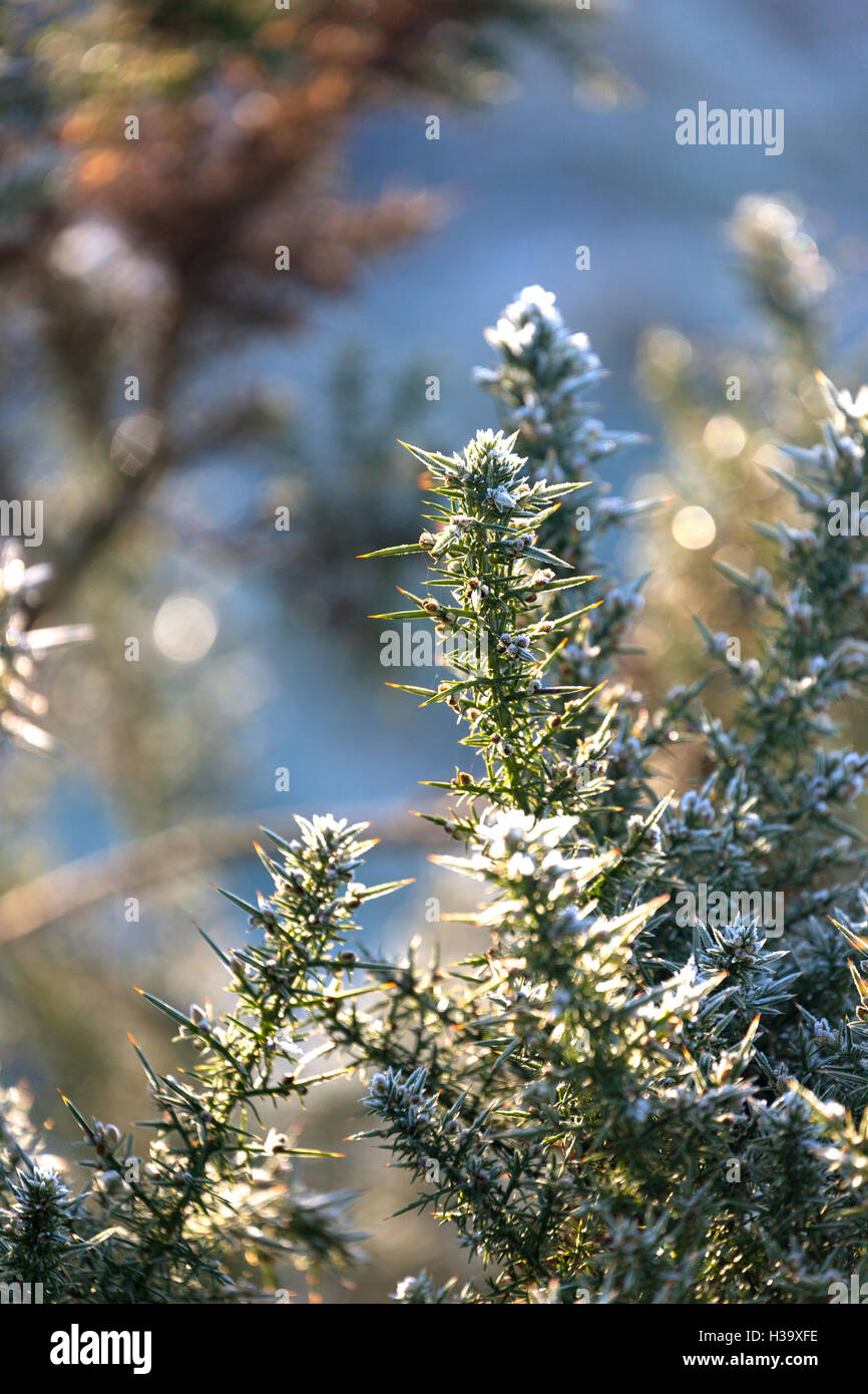 Morning Frost Winter Countryside, Schottland Großbritannien Stockfoto