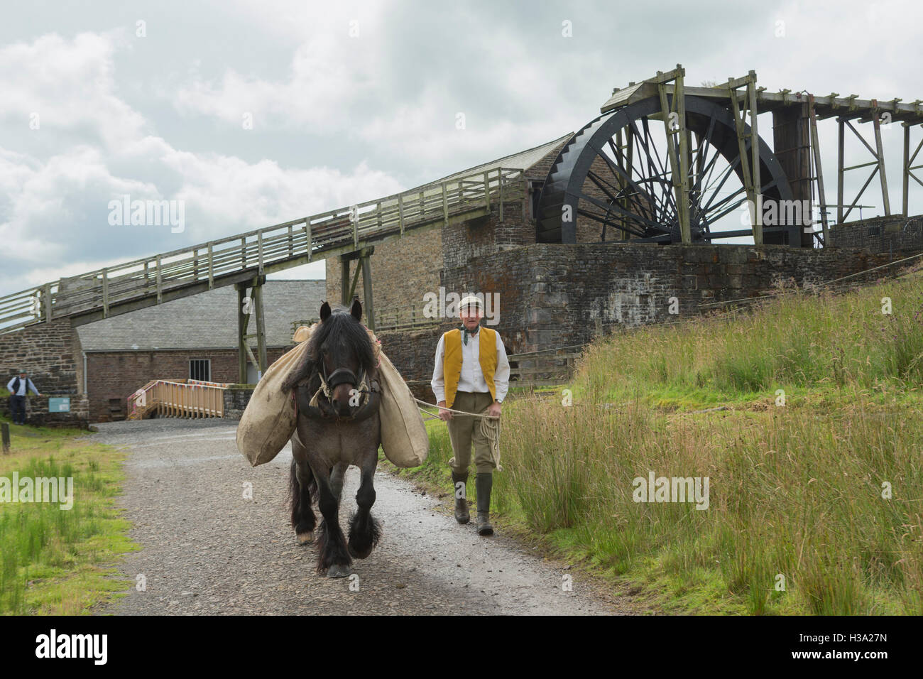 Dales Pony Ponys Pferd gefährdet England Tier Stockfoto