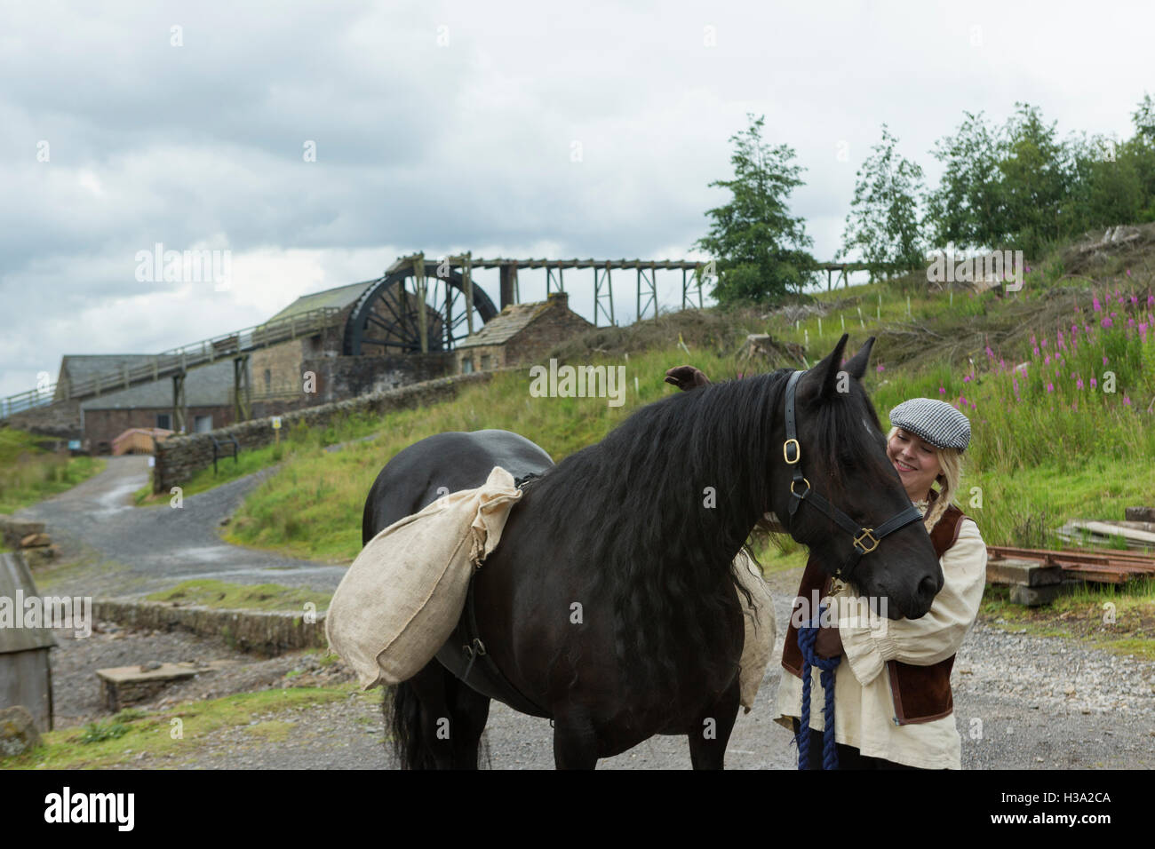 Dales Pony Ponys Pferd gefährdet England Tier Stockfoto