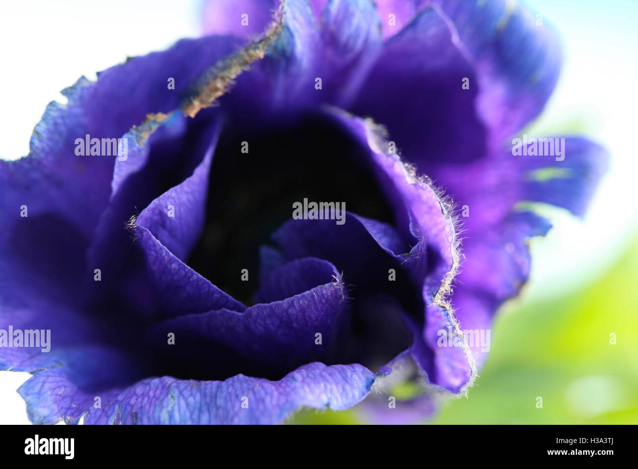 eine einzelne lila Anemone Blumenstilleben - zerbrechliche Schönheit Jane Ann Butler Fotografie JABP1636 Stockfoto