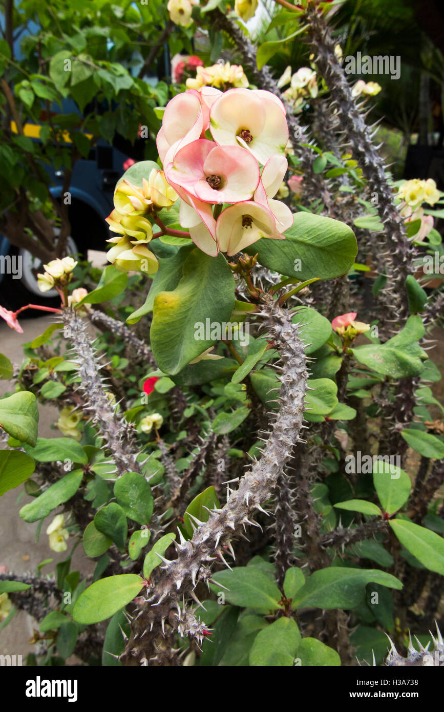 Indonesien, Lombok, Selong Blanak, Flora, Krone von Dornen Euphorbi Milii mit Pastell farbigen Blumen Stockfoto