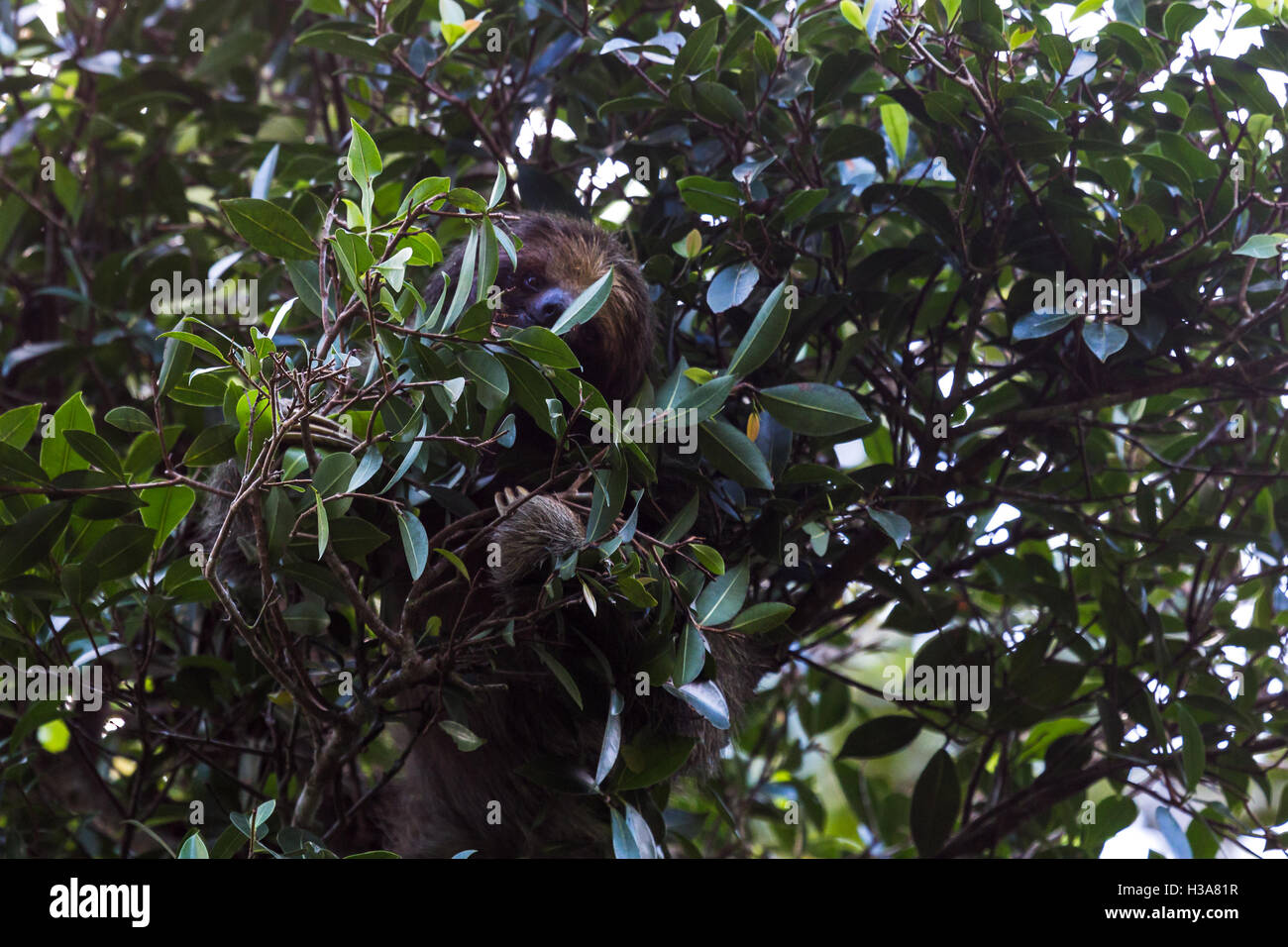 Ein braun-throated Faultier die Kamera gerichtet, während hoch in einem Baum in Finca Verde, Costa Rica frisst. Stockfoto
