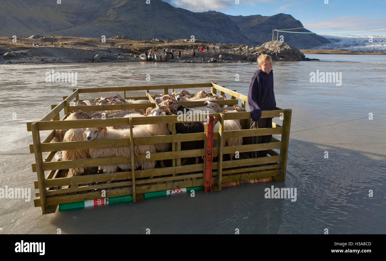 Schafe über den Fluss mit einem kleinen Jungen. Schaf-Round-Up, Breidarmerkurjokull-Gletscher im Hintergrund, Ost-Island Stockfoto