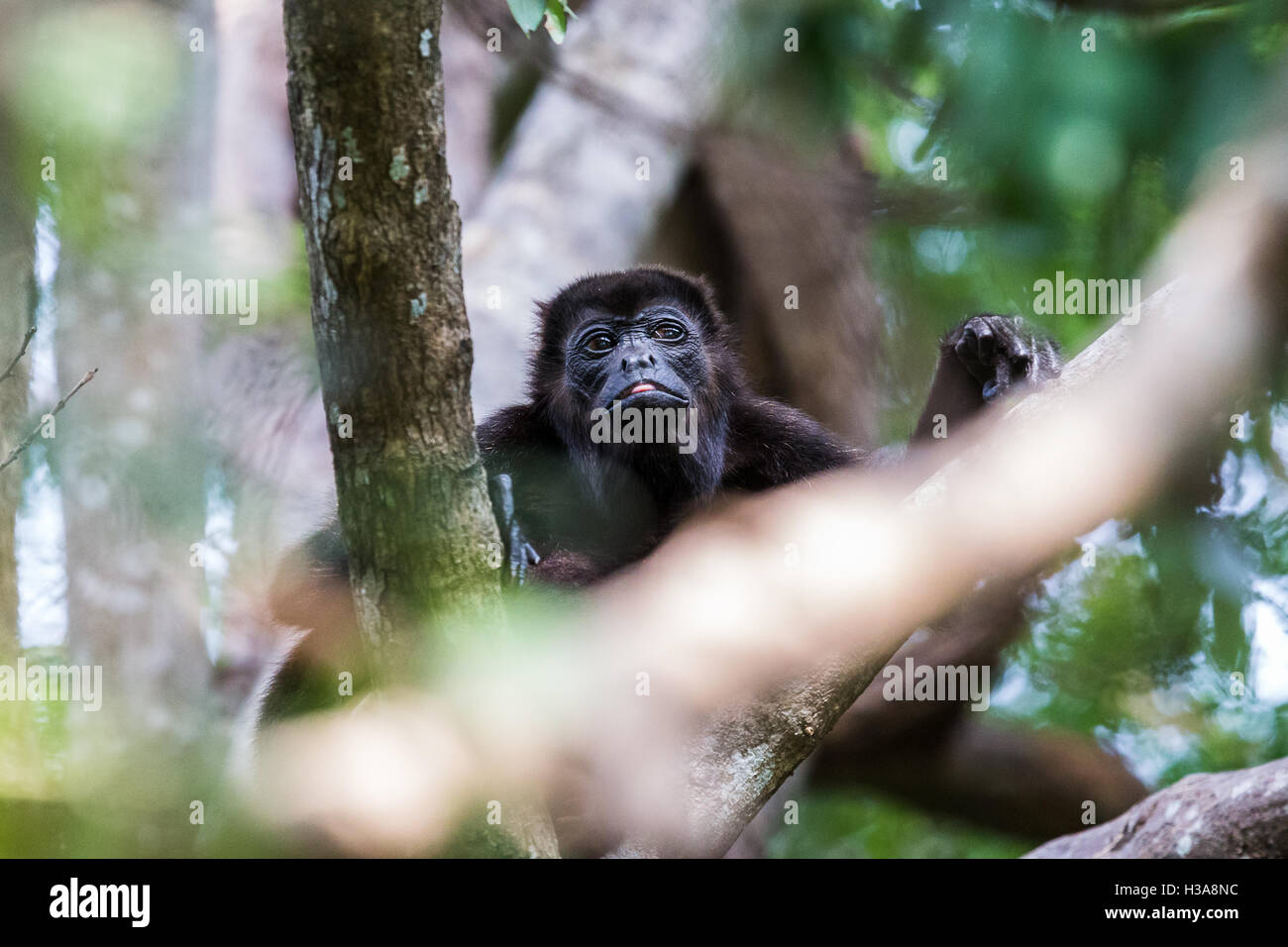 Ein Brüllaffe Pausen während des Essens in den Baumkronen in Guanacaste, Costa Rica. Stockfoto