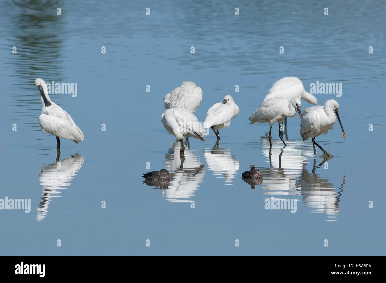 Gruppe von eurasische Löffler, Platalea Leucorodia, ruht auf Nahrungssuche im flachen Wasser im Feuchtgebiet. Stockfoto