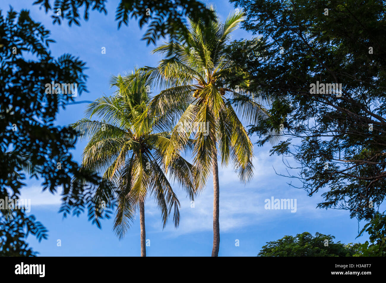 Palmen am Strand durch die Bäume von einem trockenen Wald in Costa Rica gesehen. Stockfoto