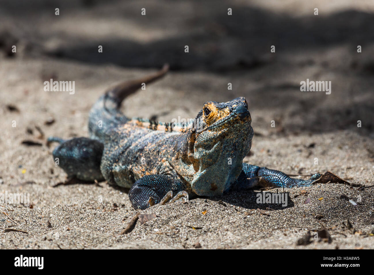 Eine wunderschöne farbige schwarze Leguan am Strand in der North Western costaricanischen Provinz Guanacaste. Stockfoto