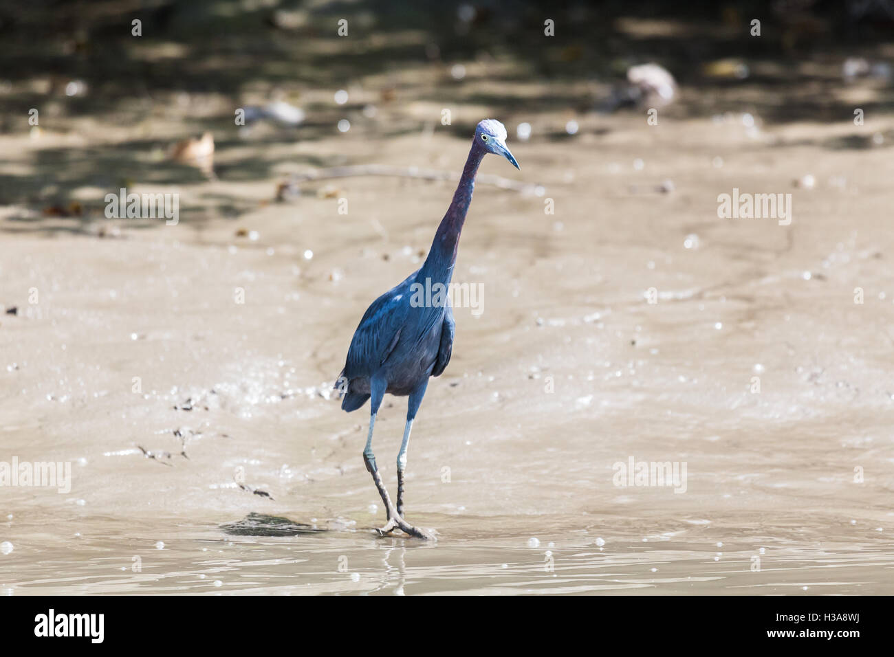 Ein wenig Blue Heron watet heraus in das Wasser des Rio Tempisque im Herzen von Costa Rica. Stockfoto