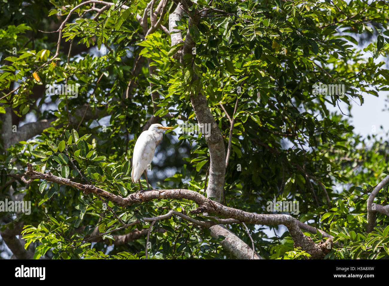 Ein Silberreiher hoch oben in den Baumwipfeln des Palo Verde Nationalpark in Costa Rica. Stockfoto Ein Silberreiher hoch oben in den Baumwipfeln des Palo Verde Nationalpark in Costa Rica. Stockfoto
