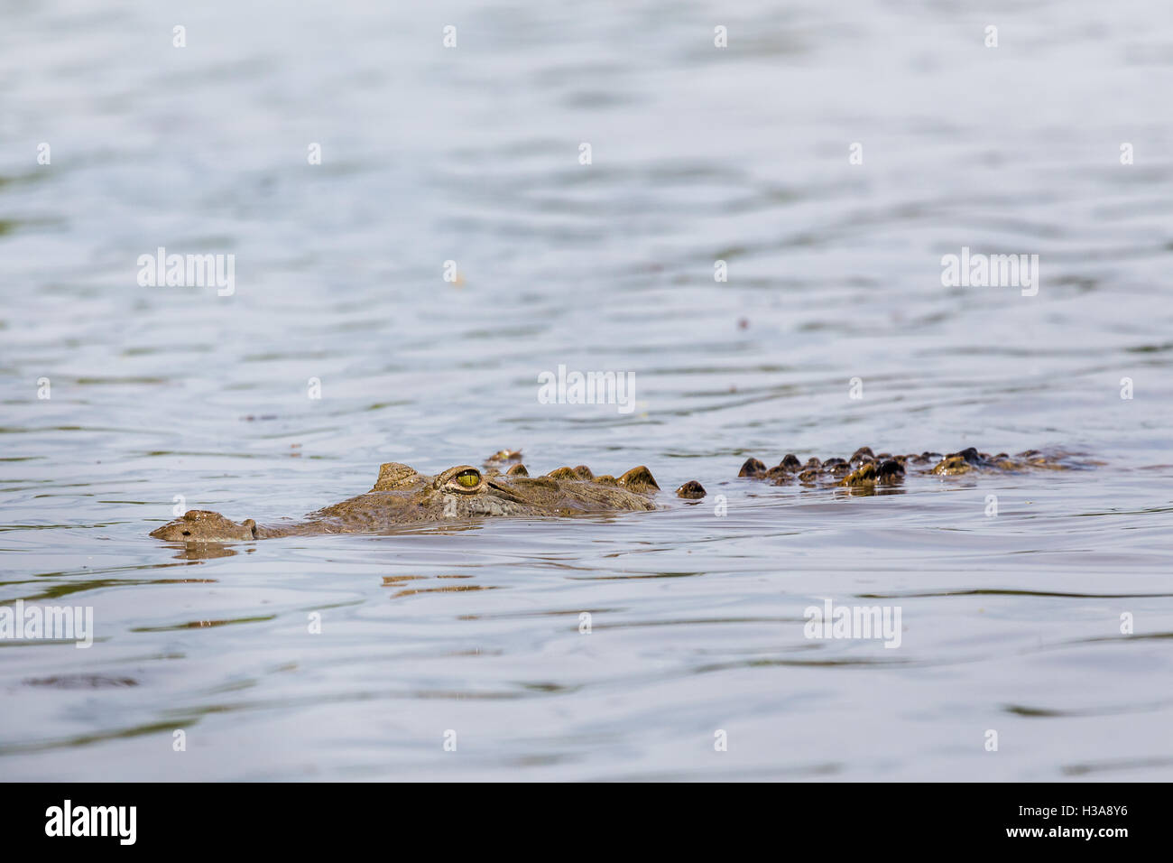 Ein amerikanisches Krokodil auf der Oberfläche des Rio Tempisque in Costa Rica gesehen. Stockfoto