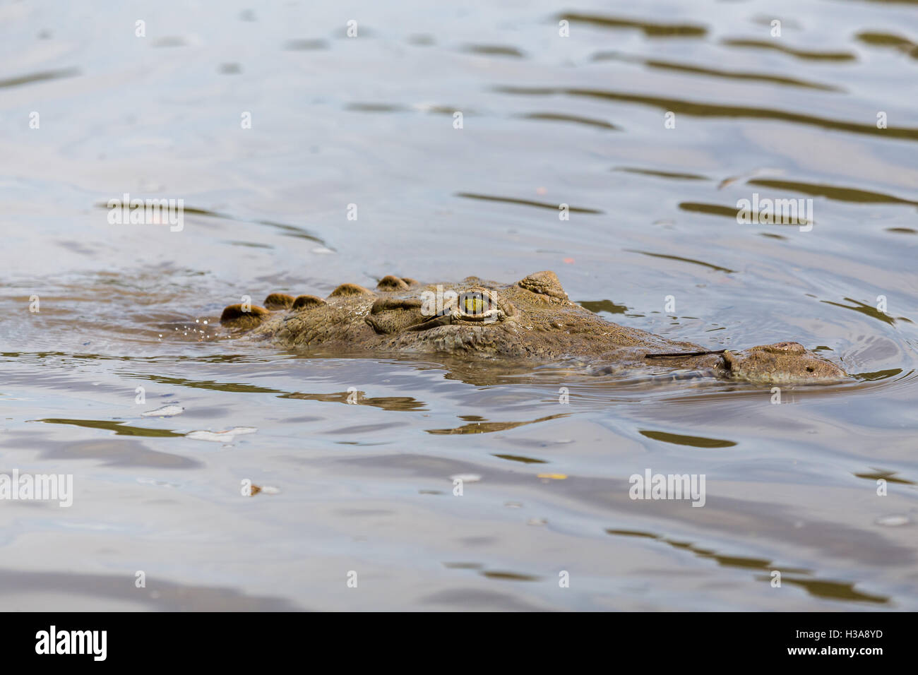 Ein amerikanisches Krokodil lauert in Rio Tempisque, Teil des Palo Verde Nationalpark in Costa Rica. Stockfoto