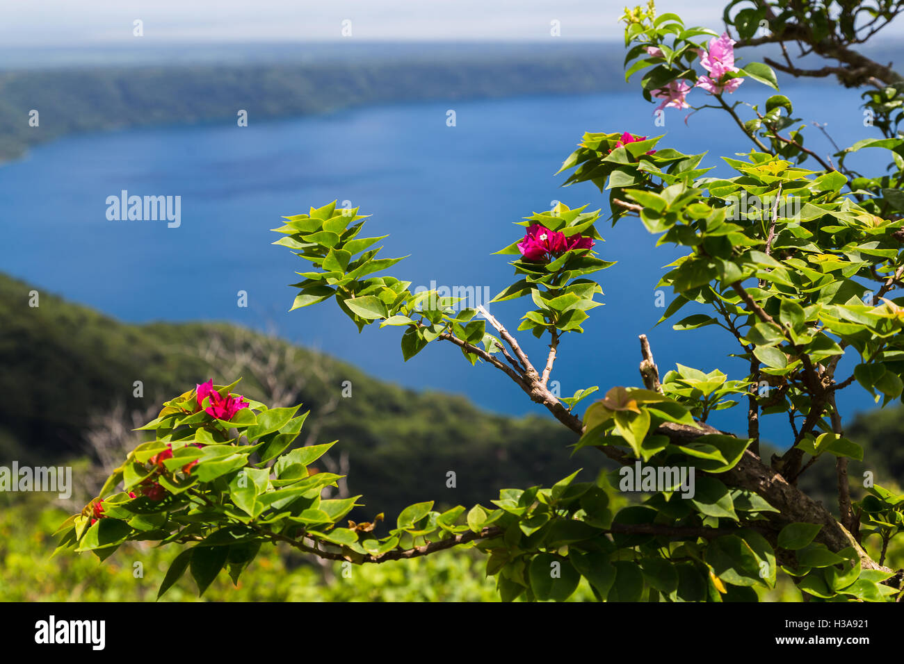 Bunte Blumen vor Apoyo Lagune in Nicaragua abgebildet. Stockfoto