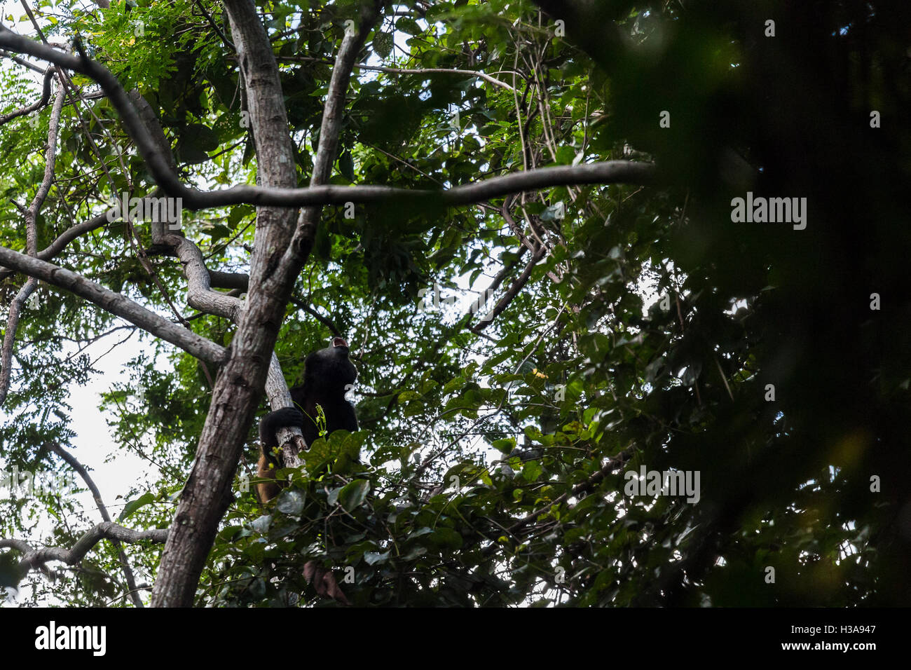 Ein Brüllaffe ruft von hoch oben in den Baumwipfeln Trockenwald in Costa Rica. Stockfoto