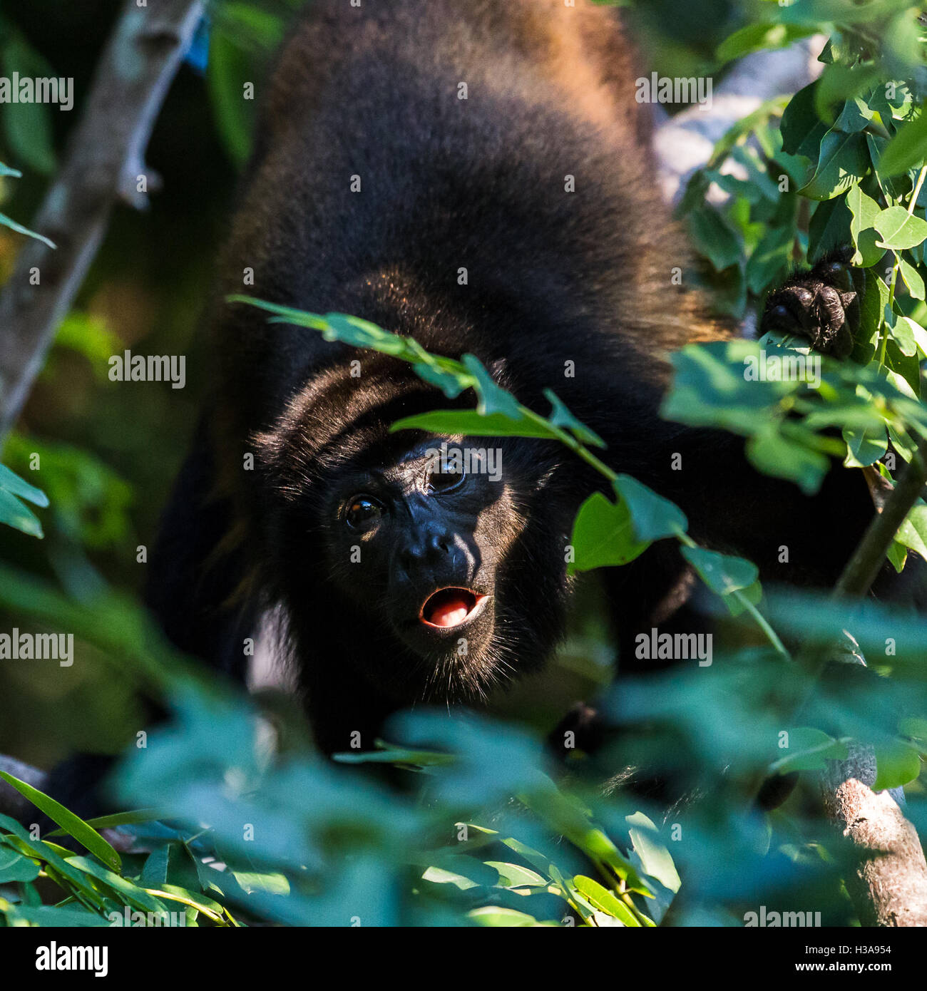 Ein Brüllaffe, üppige grüne Blätter in einem Wald in Guanacaste, Costa Rica suchen. Stockfoto