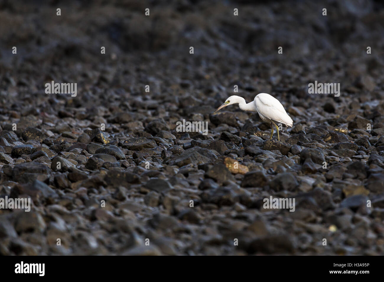 Ein Silberreiher Futter für Krebse & kleine Fische in den Felsen an der Küste von Guanacaste, Costa Rica früh am Morgen. Stockfoto Ein Silberreiher Futter für Krebse & kleine Fische in den Felsen an der Küste von Guanacaste, Costa Rica früh am Morgen. Stockfoto