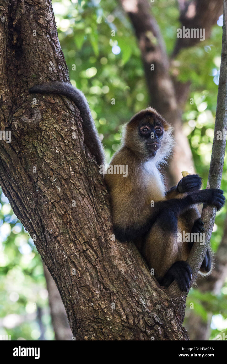 Ein Klammeraffe Snacks auf der Banane in den Baumkronen von Guanacaste, Costa Rica. Stockfoto