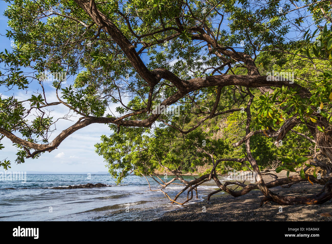 Die schwarzen vulkanischen Sand der Playa Matapalo ist das einzige Division den Pazifischen Ozean mit dem großen trockenen Wald. Stockfoto