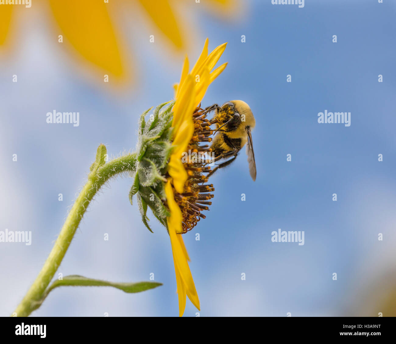 Eine Honigbiene sammeln Pollen aus einer Sonnenblume Stockfoto