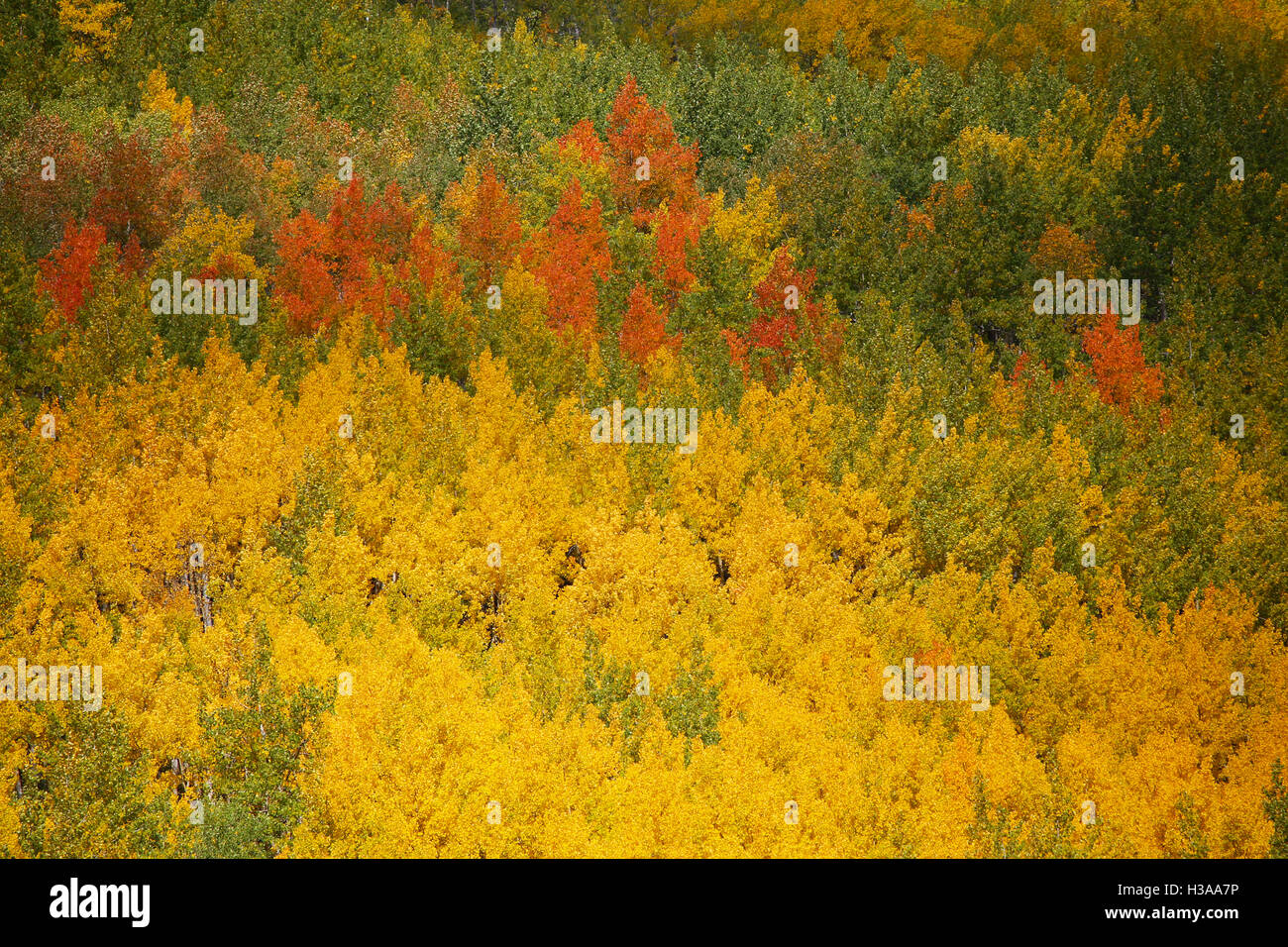 Rotes Gold und grün Herbstfarben auf Espe Bäume in Colorado San Juan National Forest Stockfoto