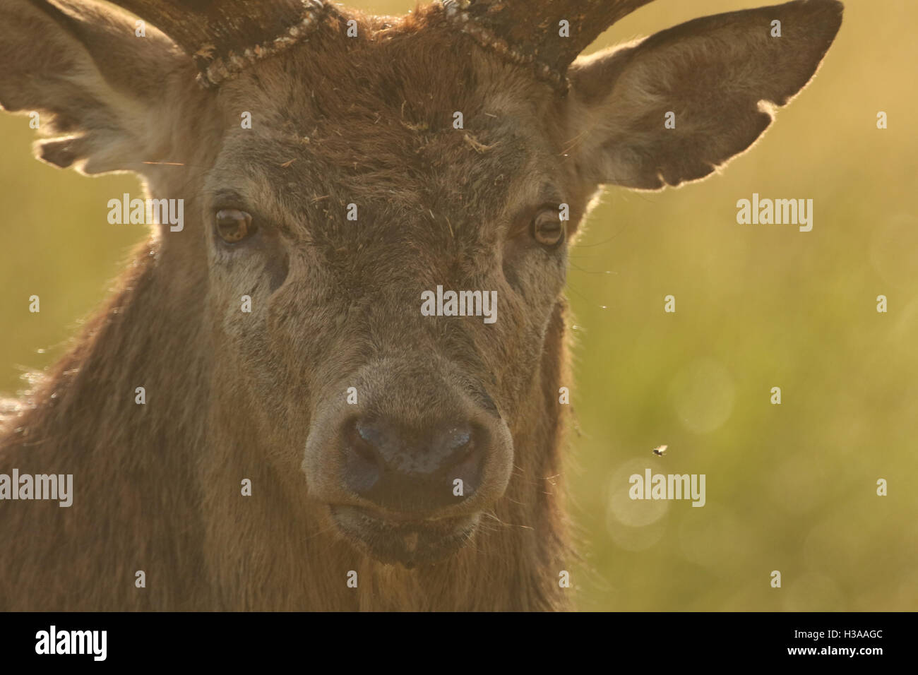 Ein Hirsch Rothirsch (Cervus Elaphus) sucht sehr bedrohlich an einen rivalisierenden Hirsch, das in der Nähe seiner Hinds während der Brunft immer ist. Stockfoto