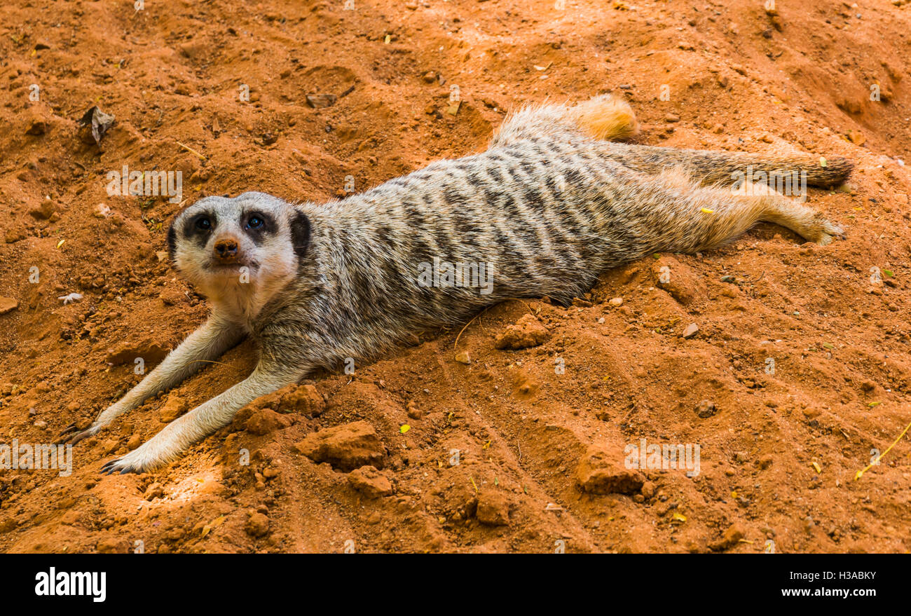 Faul Erdmännchen im Schadow liegen und genießen Sie mit der Kamera interagieren. Die klare Botschaft: nicht heute, ich bin zu faul. Stockfoto