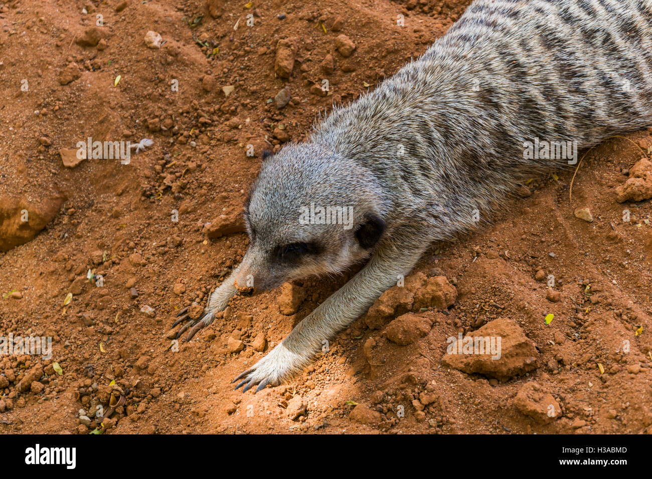 Faul Erdmännchen im Schadow liegen und genießen Sie mit der Kamera interagieren. Die klare Botschaft: nicht heute, ich bin zu faul. Stockfoto