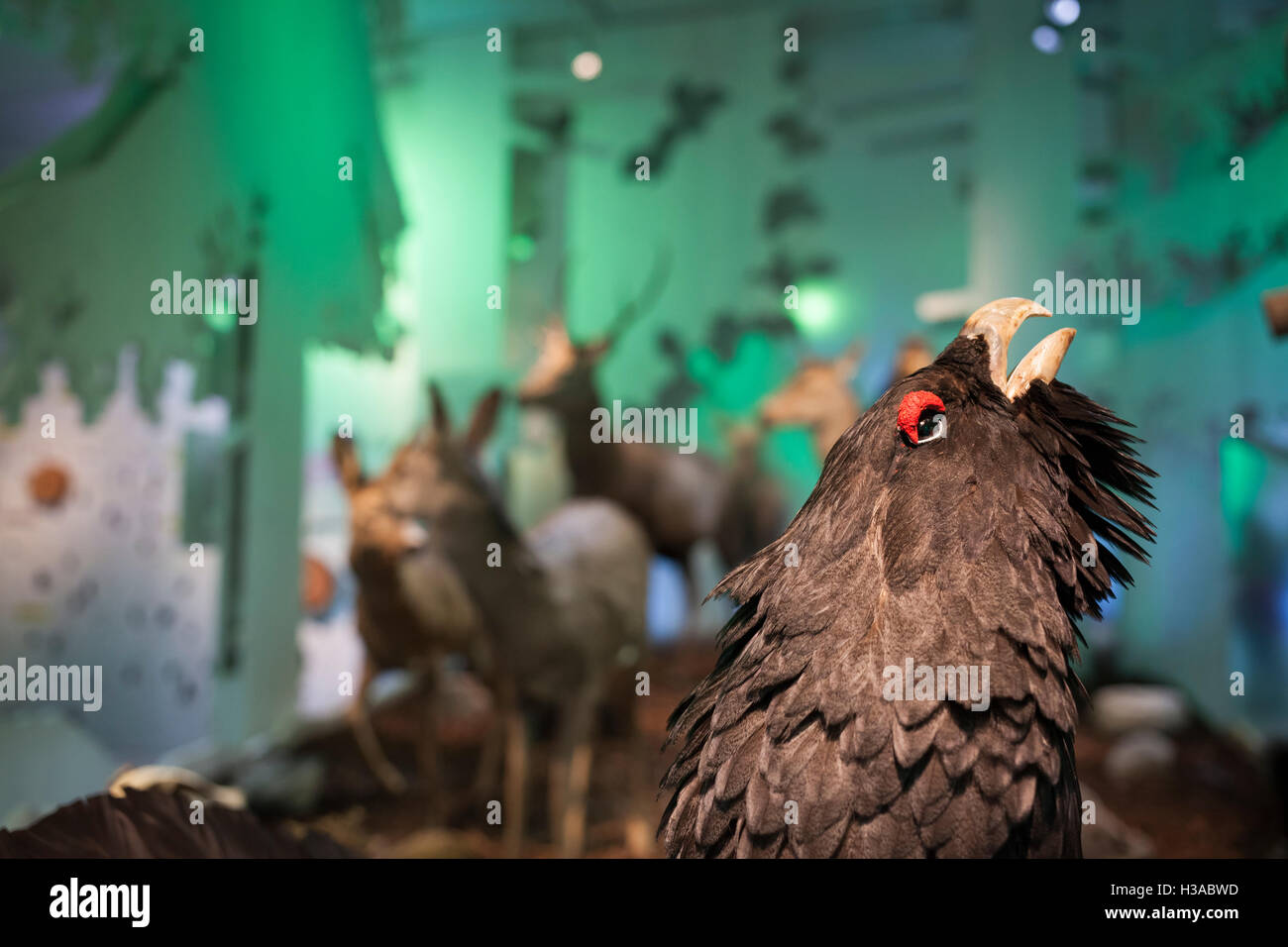 Gefüllte Western Capercaillie (at Urogallus). Haus der Berge. Nationalpark Berchtesgaden. Oberbayern. Deutschland. Stockfoto