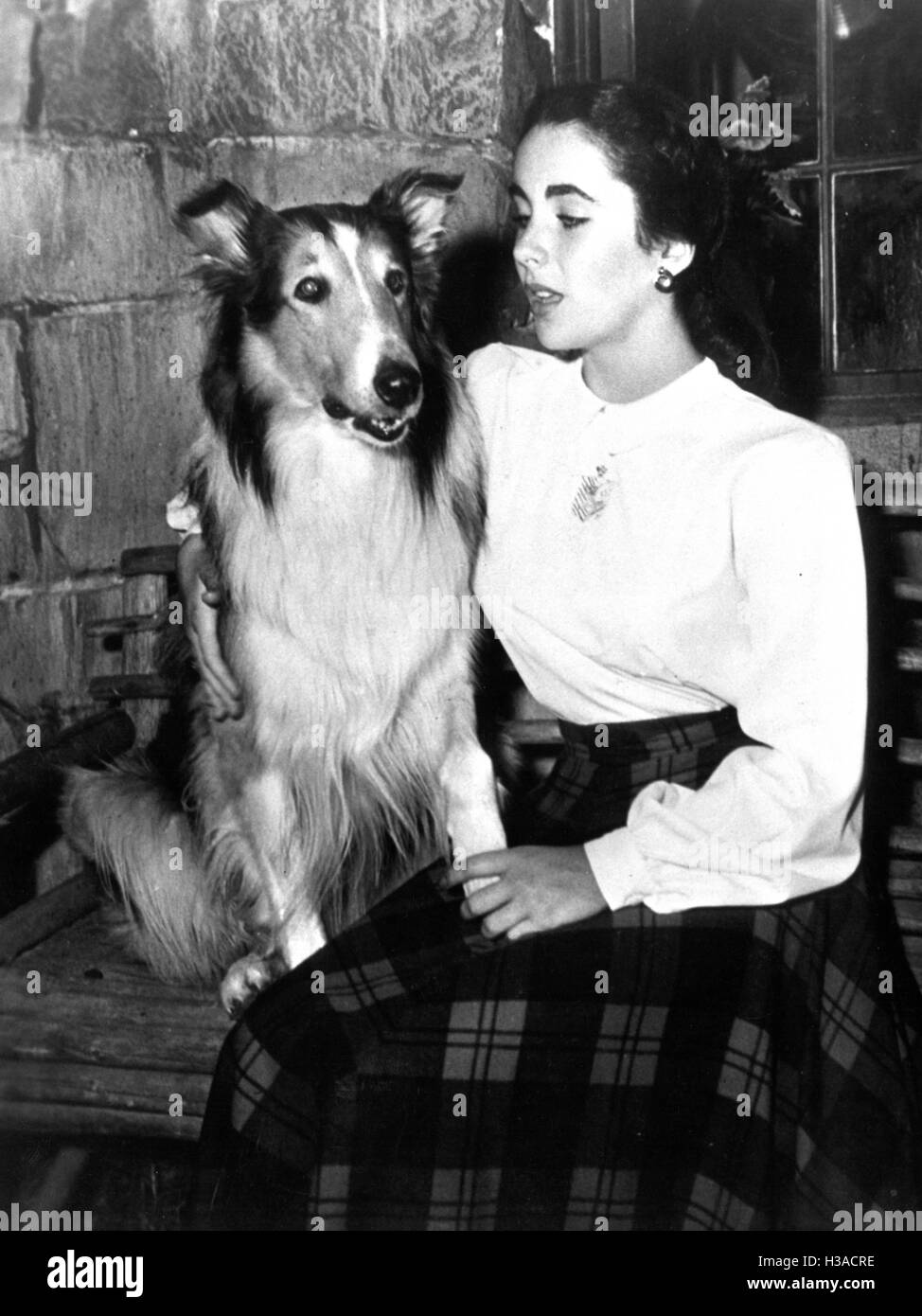 Liz Taylor in "Lassie Come home", 1943 Stockfoto