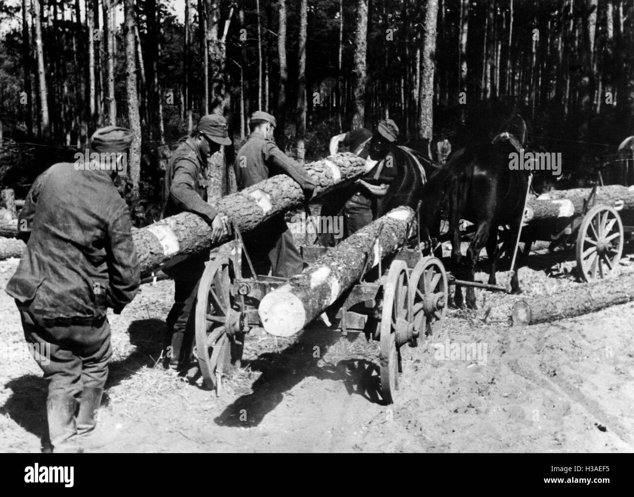 Aufbau einer Einlagerung während der Kämpfe in Ostpreußen 1944 Stockfoto