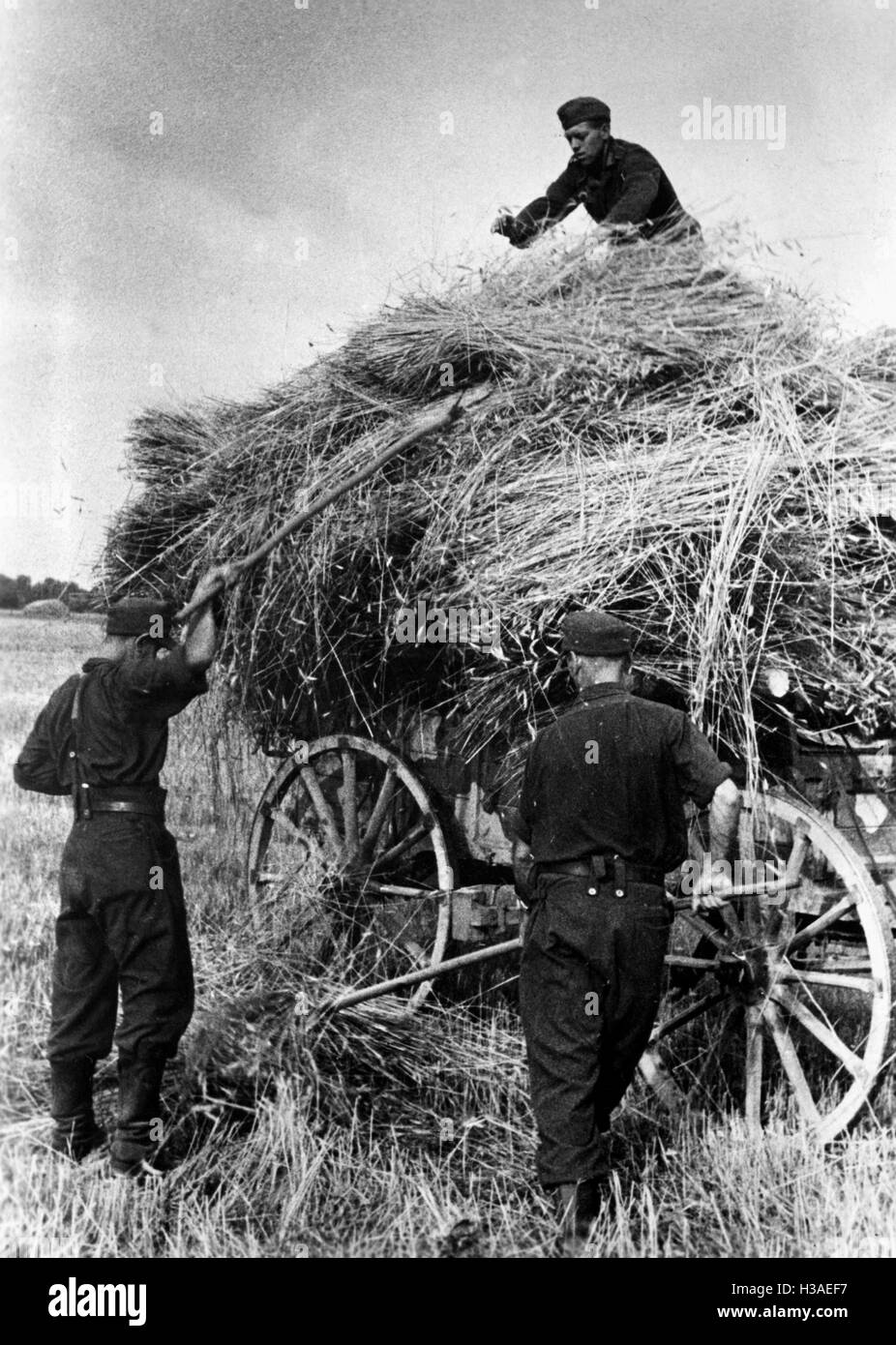 Soldaten der Wehrmacht als Erntehelfer in Ostpreußen, 1944 Stockfoto