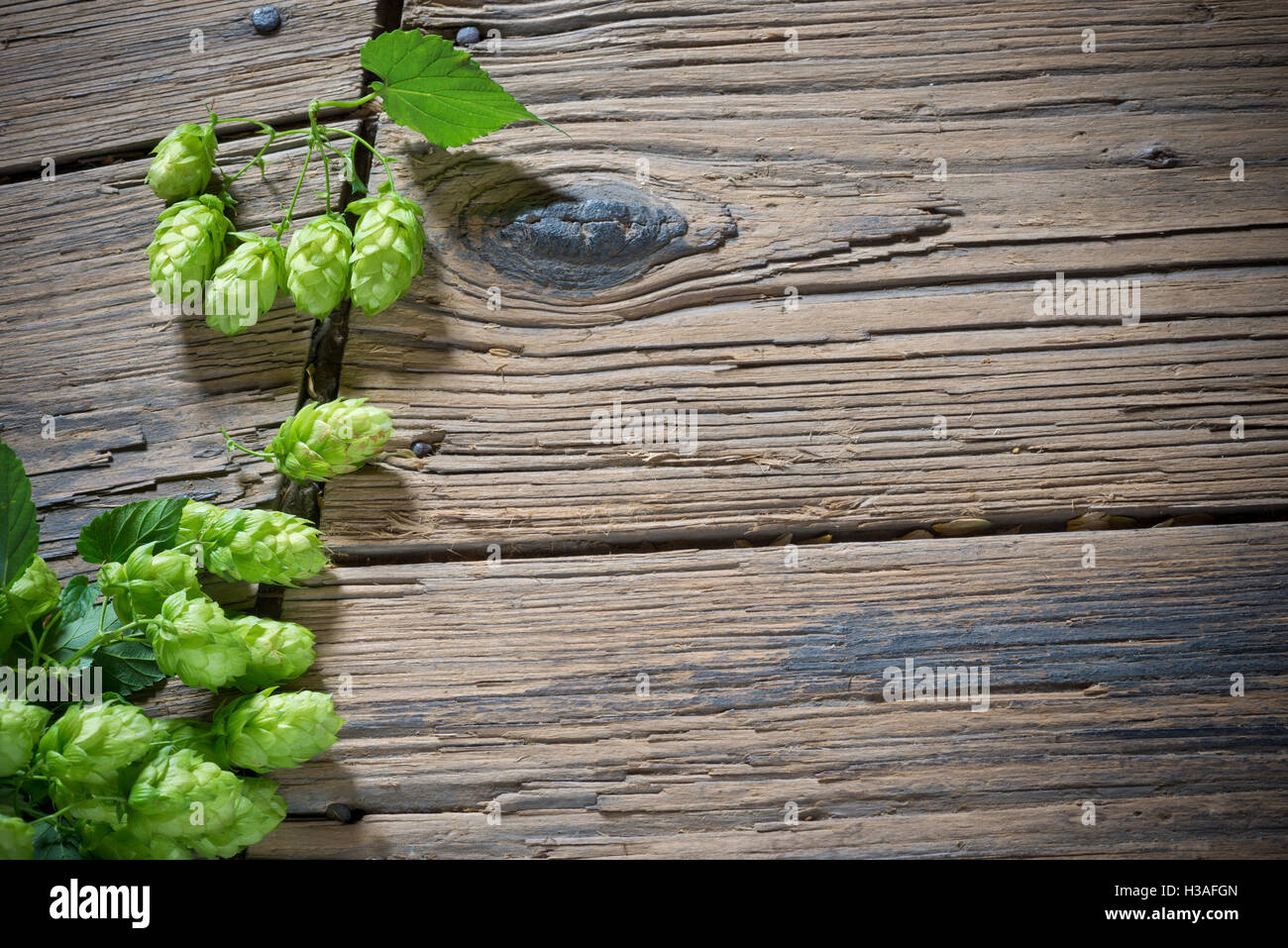 Detail der tschechischen Hopfen auf dem Holzboden Stockfoto