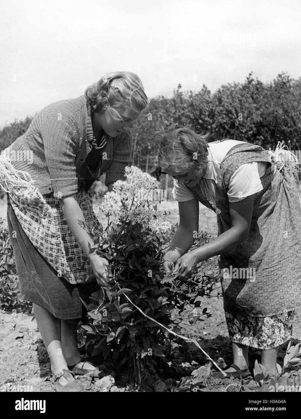 Landjahrmaedel bei der Arbeit in einem Kindergarten, 1939 Stockfoto